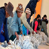Alpaca fiber