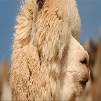 Alpaca