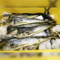 Whole Frozen Gutted Parakeet (Mahi Mahi)