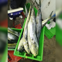 Whole Frozen Gutted Parakeet (Mahi Mahi)