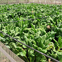 Manufacturer and suppliers globally AGROPEGSOL