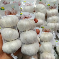 Garlic in 3 bulb mesh