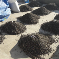 Lessonia Nigrescens Dry Seaweed