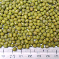 Dry Green Mung Beans