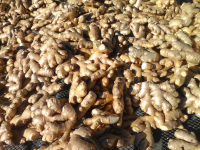 Ginger Root - Wholesale natural goods