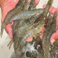 Peruvian Prawn (Litopenaeua Vannamei)