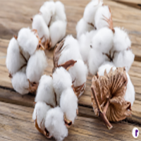 Our Cotton, the white gold of Peru. We work with Peruvian cotton, considered one of the finest materials in the textile industry.