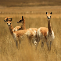Vicuña Fiber in Brush/Raw