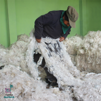 Alpaca Fiber in Brush (Crude).