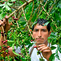 Coffee Picking