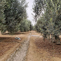 OUR OLIVE GROVE