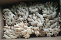 Conventional Fresh Ginger 13.6kg