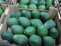Fresh Hass Avocado 4kg