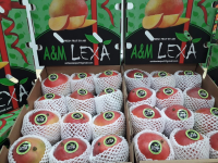 Fresh Mangoes, Kent variety 6kg