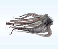 Giant Squid Tentacle
