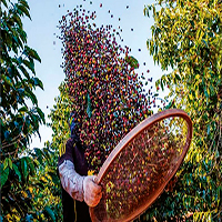 Cacao