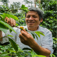 Coffee Harvest