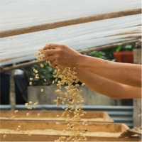 Coffee drying