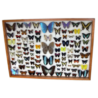 Frame Great 100 Collection of Butterflies