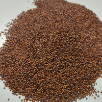 red quinoa grains