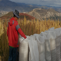 From the andean Ayacucho field at your reach