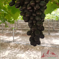 Fresh Grapes