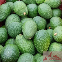Palta Hass