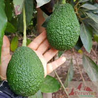 Palta Hass
