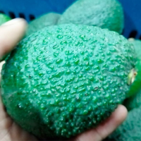 Avocado