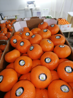 Tangerine Variety Malvaceo - Destination Europe