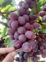 Caliber evaluation - Grape Variety Red Globe - Destinarion Europa