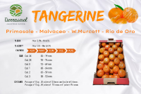 Tangerine