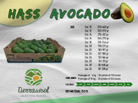 Avocado Hass