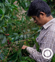 Specialty Green Coffee - Lonya Grande