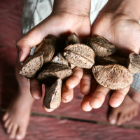 Brazil nut shell