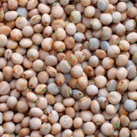 Pigeon Peas / Gandul Beans - 25 Kg - 50 Kg poly bags 