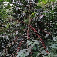 Pakamuros