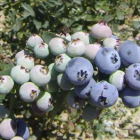 Fresh Blueberries 100g to 500g