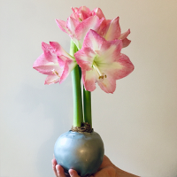 Wax Amaryllis (Hippeastrum) bulbs covered with a wax coating