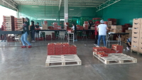 Fruit processing line