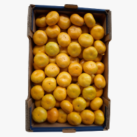 Fresh Mandarine Satsuma 1