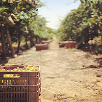 View of our vineyards