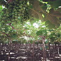 View of our vineyards