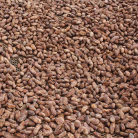 Dry cocoa bean