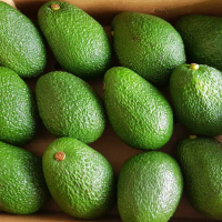  Hass Avocados in 10 kg Boxes