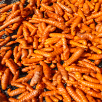 Fresh Turmeric from 20 to 45g 