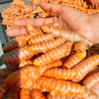 Fresh Turmeric from 20 to 45g 