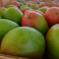 Mango Haden, Kent, Edwards from 280 to 720gr. C. 4kg.