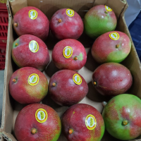 Fresh Kent Mango Caliber 10 in 4 kg Box