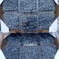 Fresh Blueberries Clamshells 125 Grams in Bulk